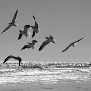 Meet your Posher, Marilyn